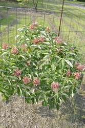 Aesculus pavia — photo 5